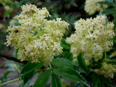 Sambucus williamsii