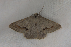 Nearcha dasyzona
