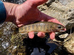 Salvelinus leucomaenis