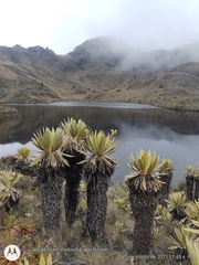 Espeletia hartwegiana