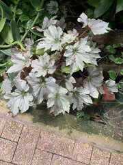 Begonia × tuberhybrida