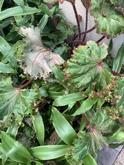 Begonia × tuberhybrida