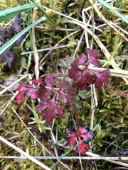Geranium robertianum