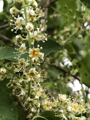Prunus buergeriana