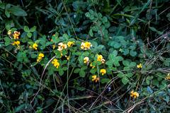 Argyrolobium tomentosum