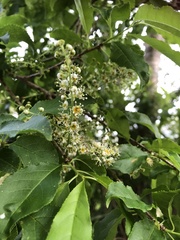 Prunus buergeriana