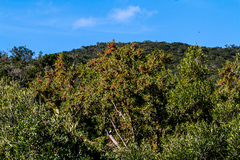Combretum erythrophyllum