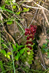 Crassula obovata