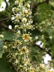 Prunus buergeriana