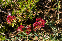 Crassula obovata