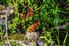 Crassula obovata
