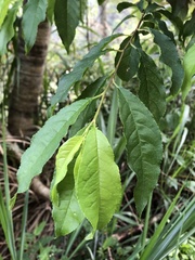 Prunus buergeriana