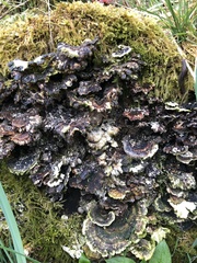 Trametes versicolor