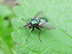 Gymnocheta viridis