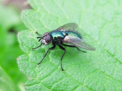 Gymnocheta viridis