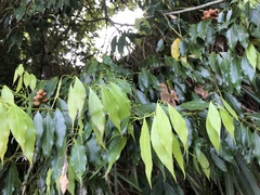 Cinnamomum insularimontanum