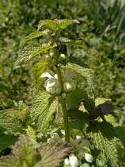 Lamium album