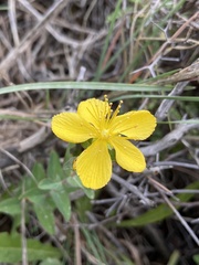 Hypericum perfoliatum