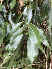 Cinnamomum insularimontanum