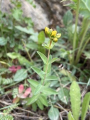Hypericum perfoliatum