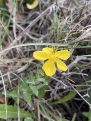 Hypericum perfoliatum