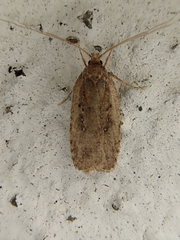 Agonopterix heracliana