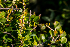 Flueggea verrucosa