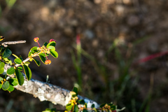 Flueggea verrucosa