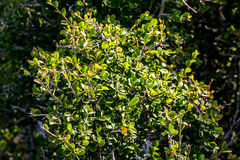 Flueggea verrucosa