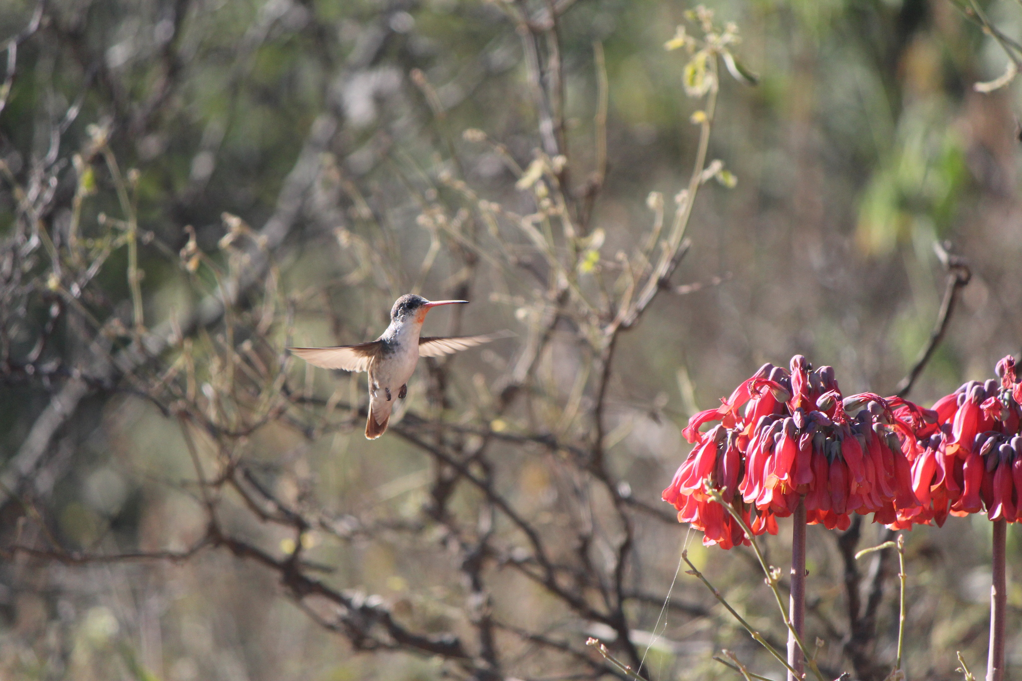 Violet-crowned Hummingbird (Ramosomyia violiceps)