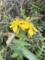 Hypericum perfoliatum