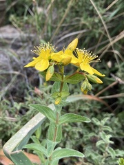 Hypericum perfoliatum