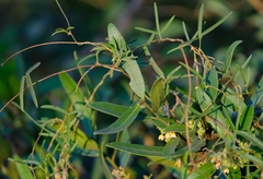 Euclea natalensis angustifolia