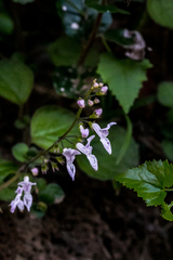 Plectranthus strigosus