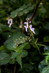 Plectranthus strigosus