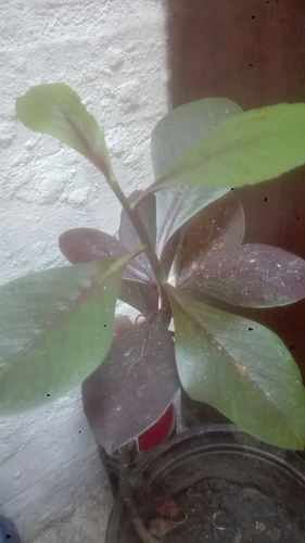 Euphorbia bicompacta var. rubra