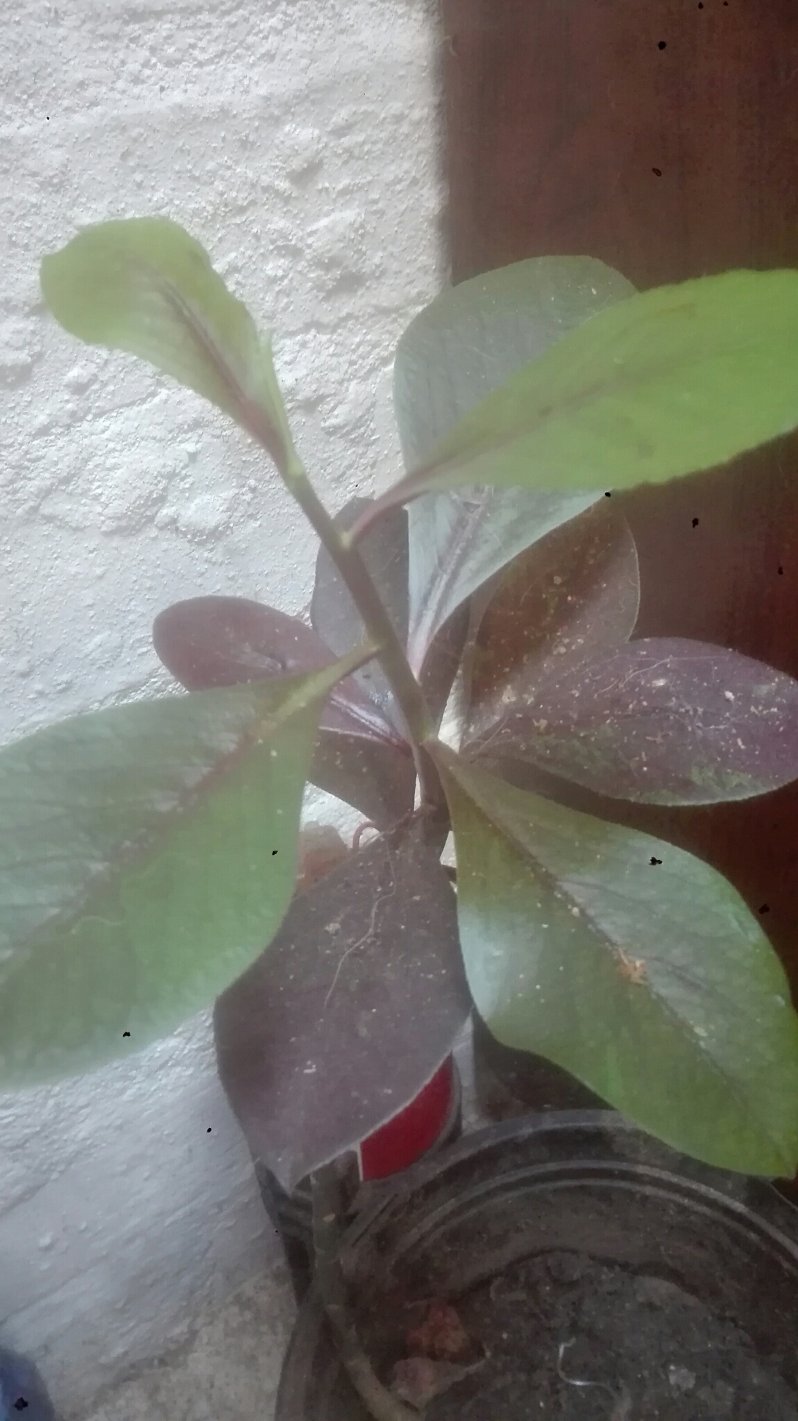 Euphorbia bicompacta 2