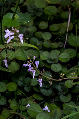 Plectranthus strigosus