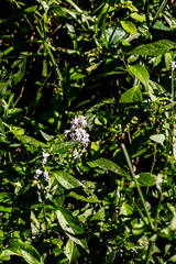 Plectranthus strigosus