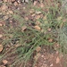 Jamesbrittenia burkeana - Photo (c) athol_ferguson，保留部份權利CC BY-NC