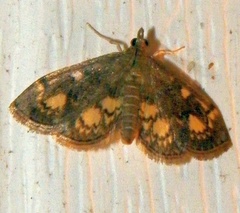 Anania plectilis