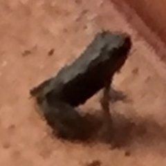 Duttaphrynus melanostictus