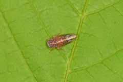 Metidiocerus rutilans