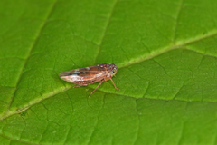 Metidiocerus rutilans