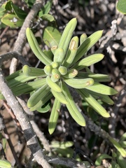 Senecio barbertonicus