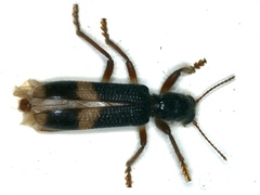 Opilo congruus