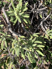 Senecio barbertonicus