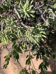 Senecio barbertonicus