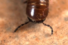 Pachyiulus apfelbecki