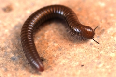 Pachyiulus apfelbecki